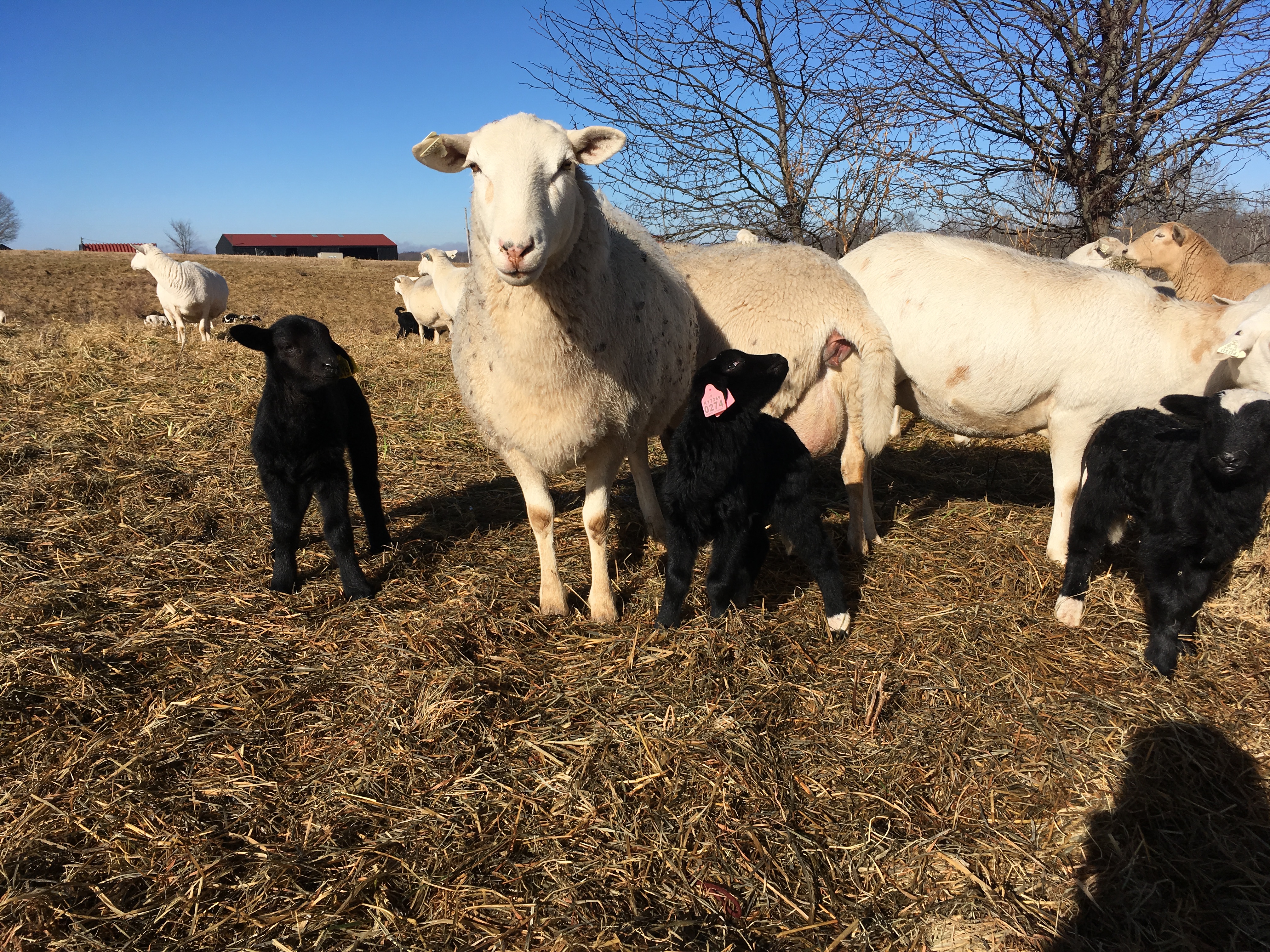 A large, white lamb stares ahead.