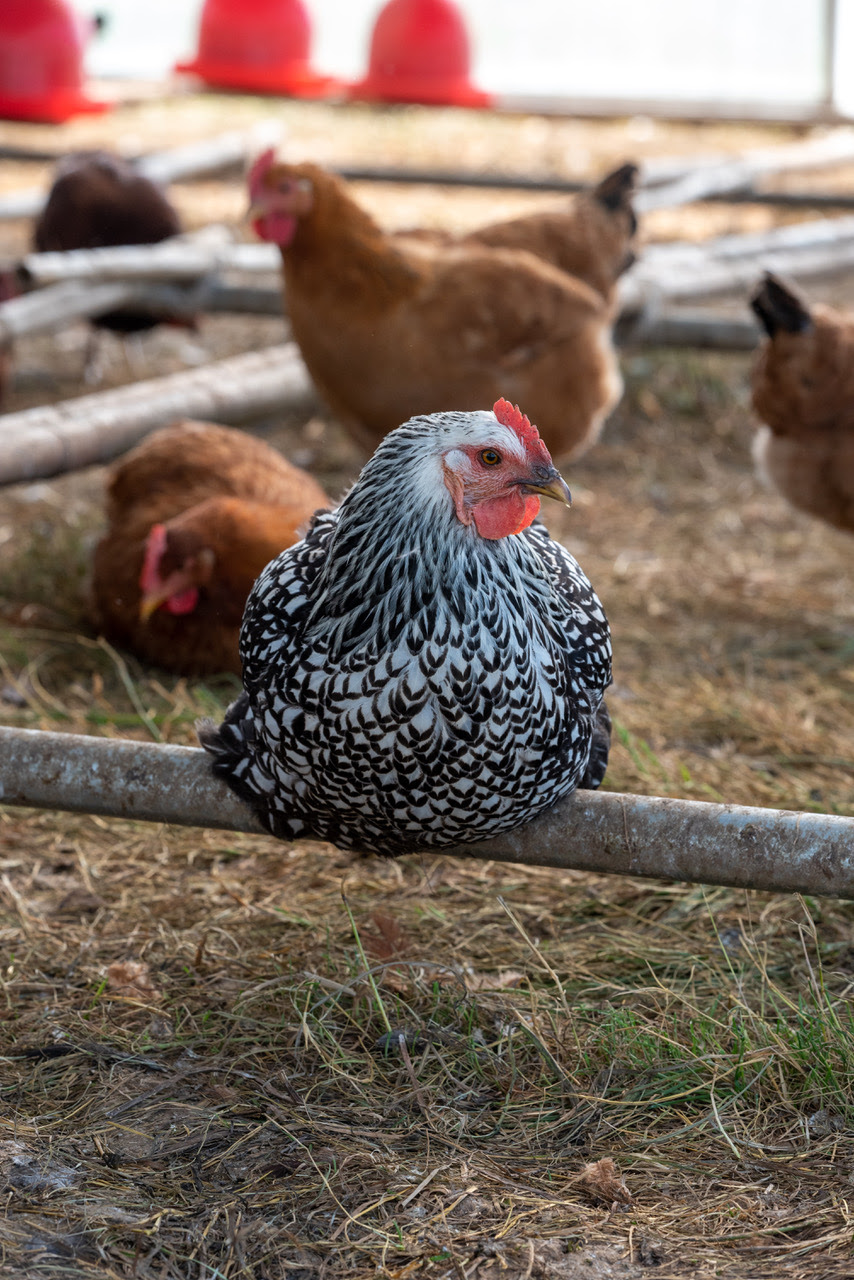 A black and white chicken roosts amongst her cohort.