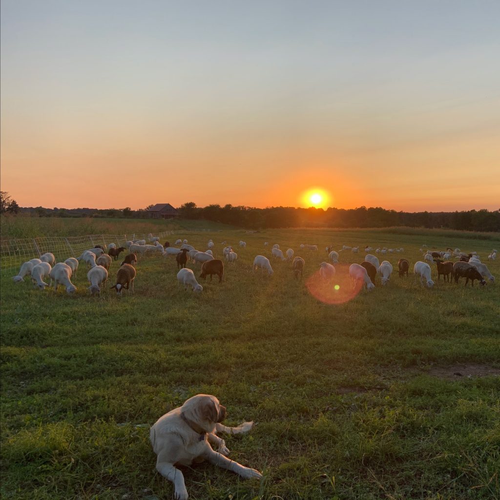 The sun sets above many lambs and a dog laying in the grass amongst them.