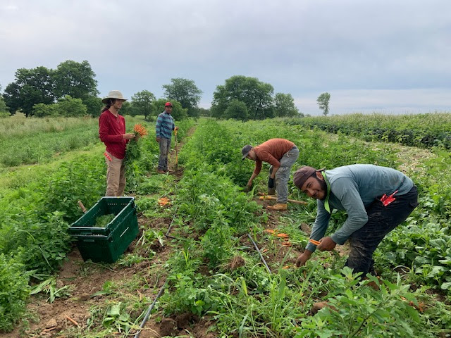 Farmers harvesting vegetables from their rows.