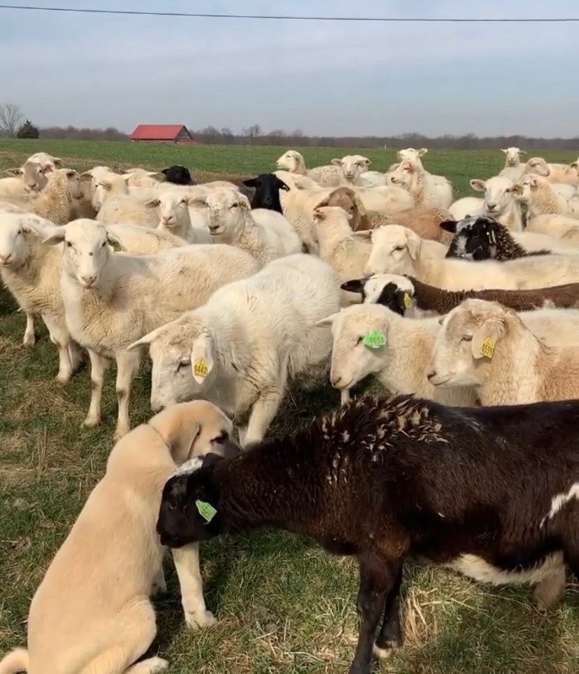 Several lambs are corralled by a dog.