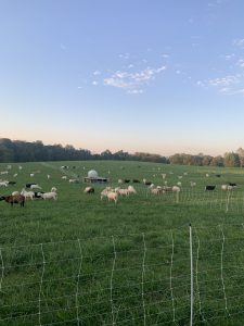 A bevy of lambs graze peacefully over lush Rootbound fields.