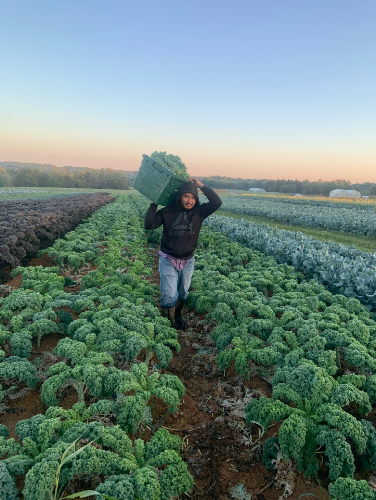 A Rootbound farmer harvesting kale in the fields.