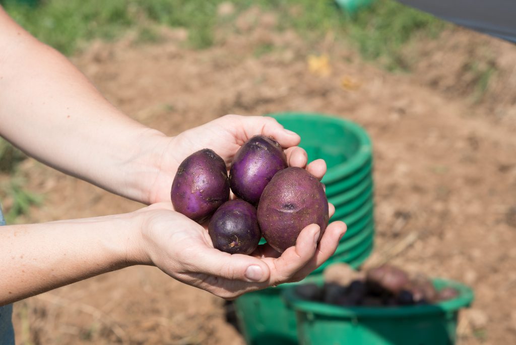 Hands holding several purple potatoes.