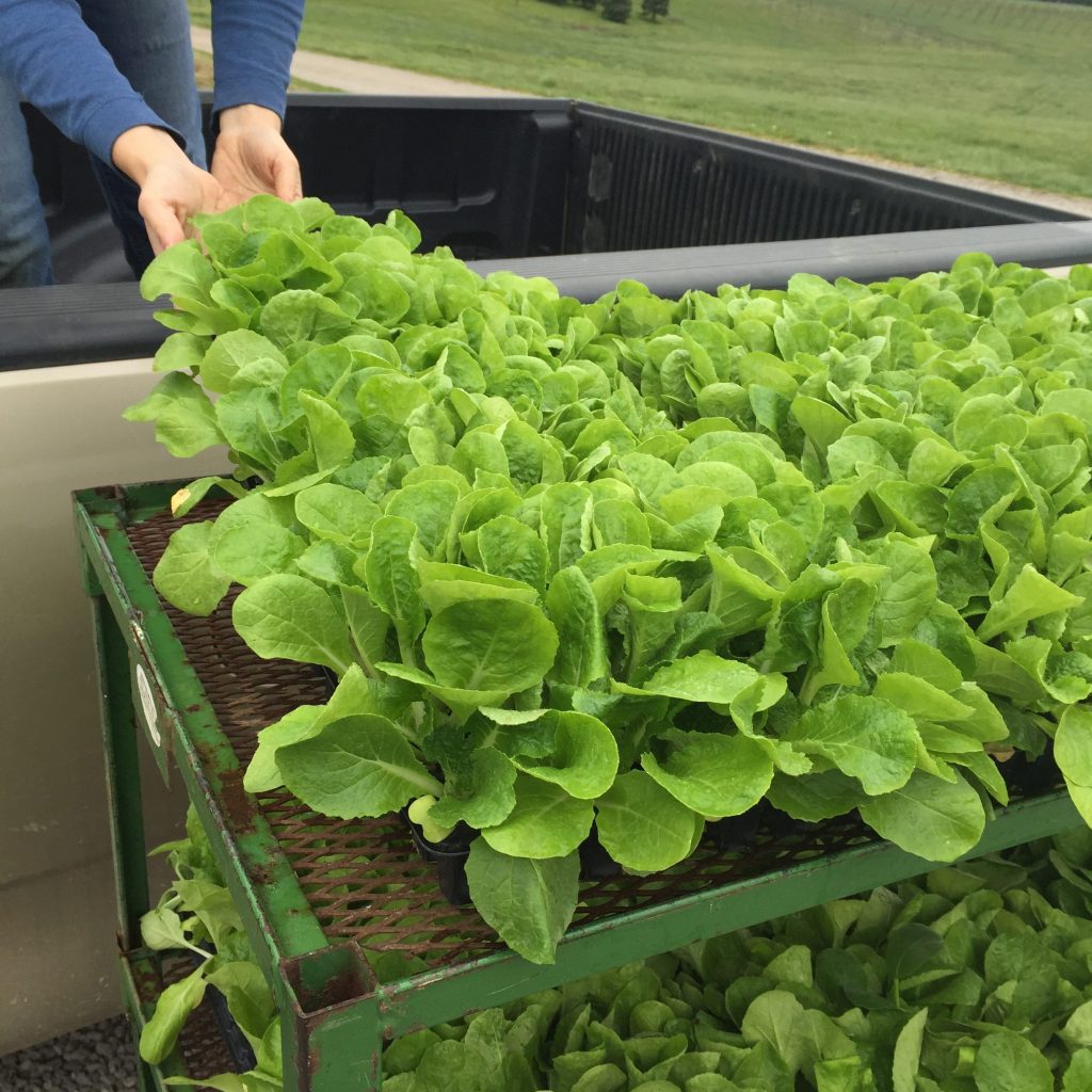 Rows of freshly harvested lettuce are being loaded onto a truck for transport.