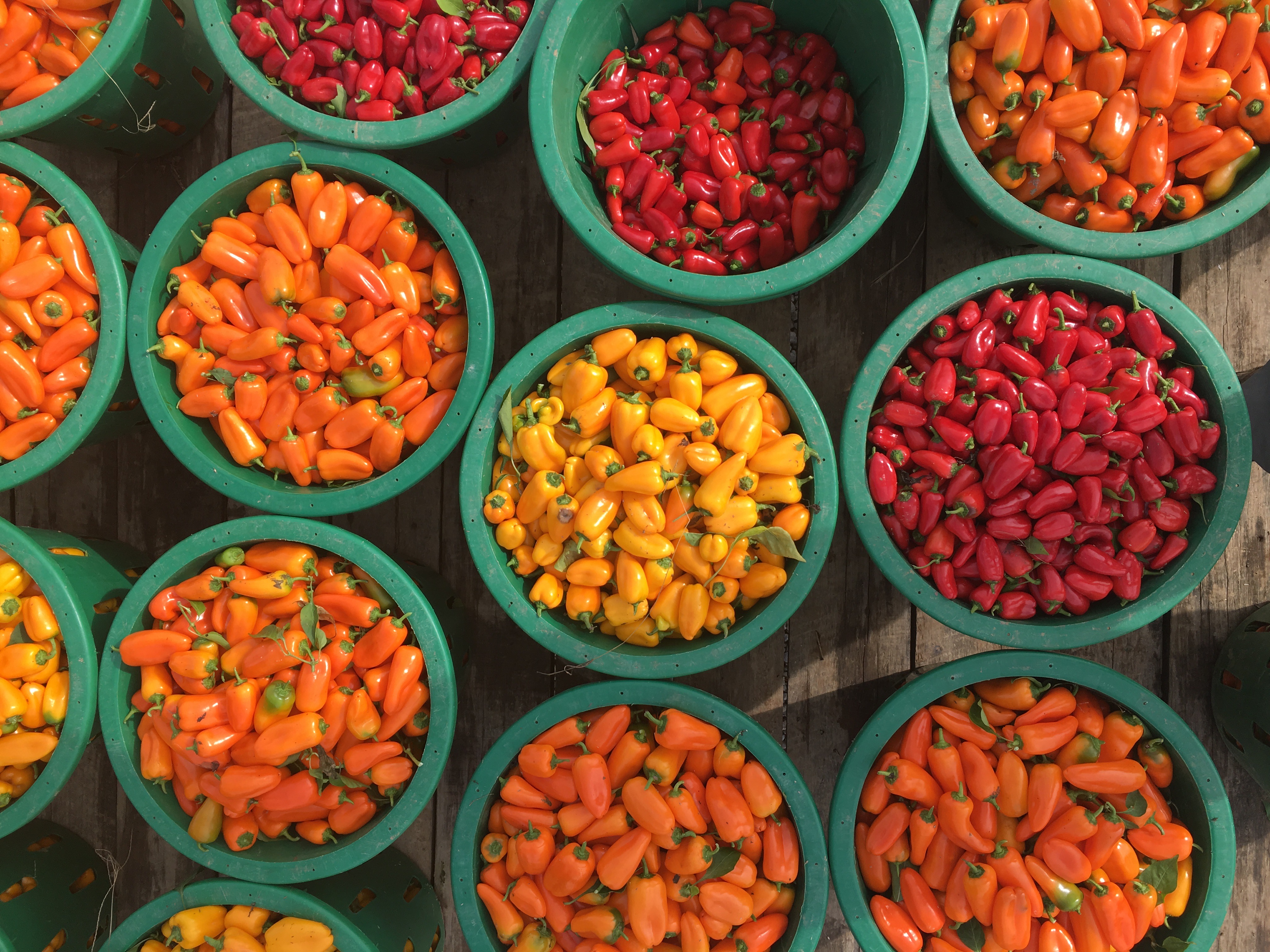 A variety of neatly organized blue bowls hold red, yellow, and orange mini sweet peppers.